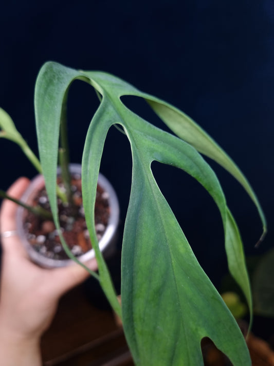 Monstera Croatii