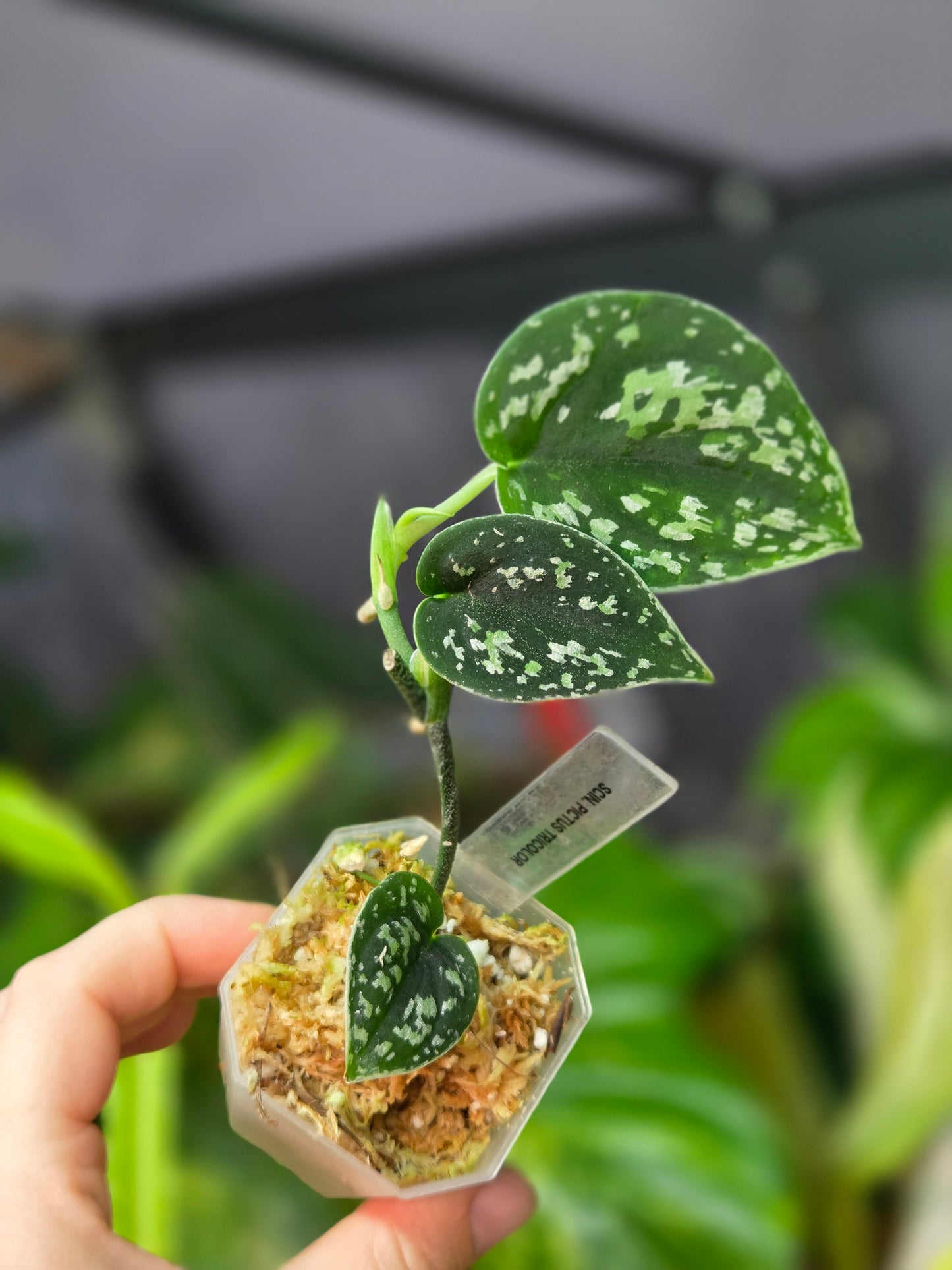 Scindapsus Pictus Tricolor