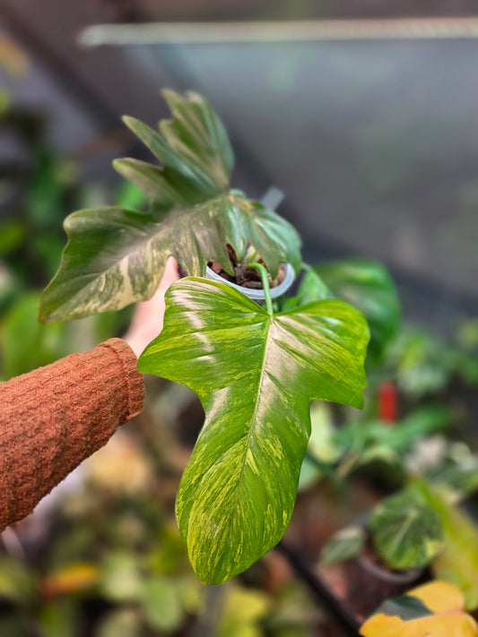 Philodendron Florida Beauty x Mayoi