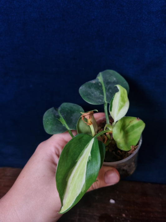Philodendron Cream Splash