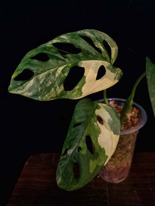 Monstera Adansonii Tricolor