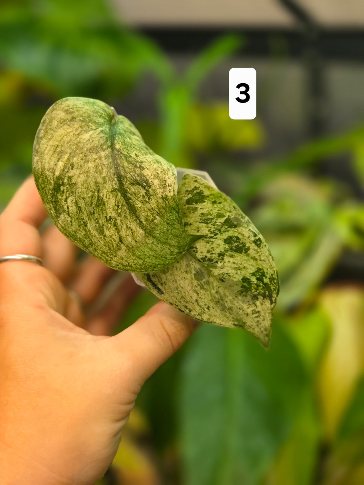 Scindapsus Jade Satin Marble Queen