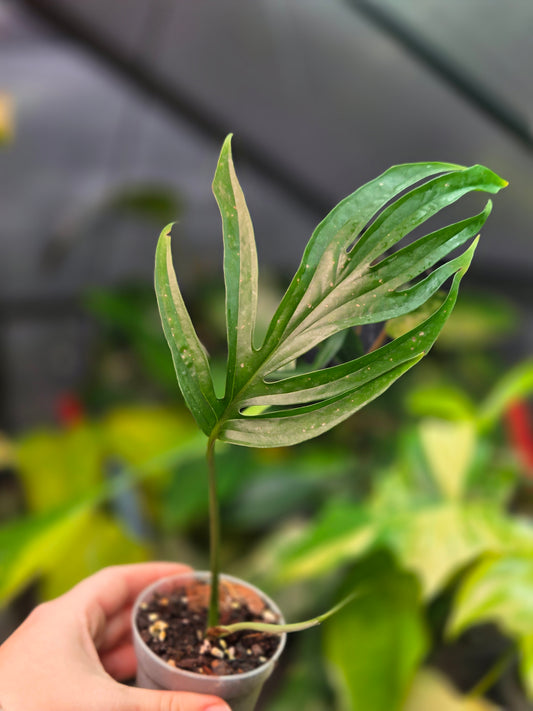 Amydrium Zippelianum