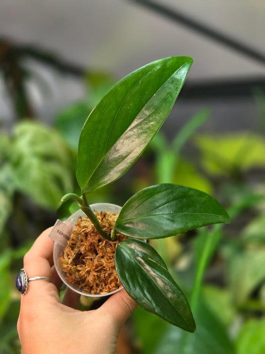 Monstera Adansonii SSP. Klotzschiana