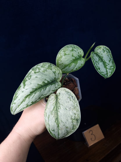 Scindapsus Peasun Medium