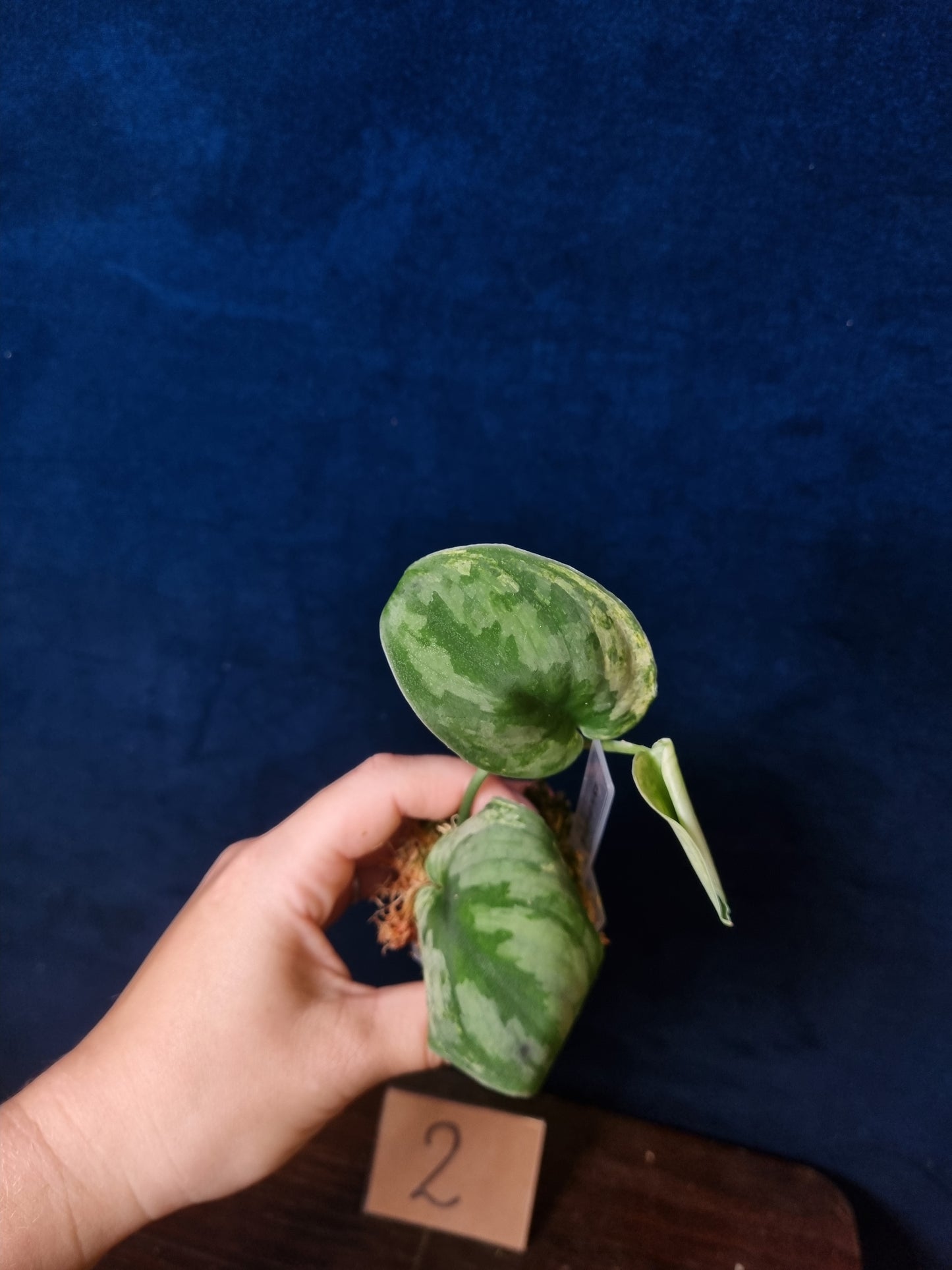 Scindapsus Silver Knight Variegata