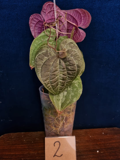 Dioscorea Discolor