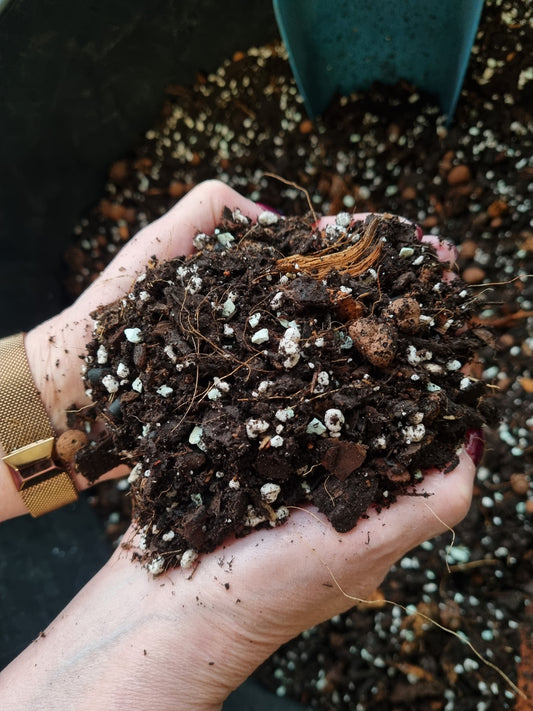 Aroid Mix Kelsplants