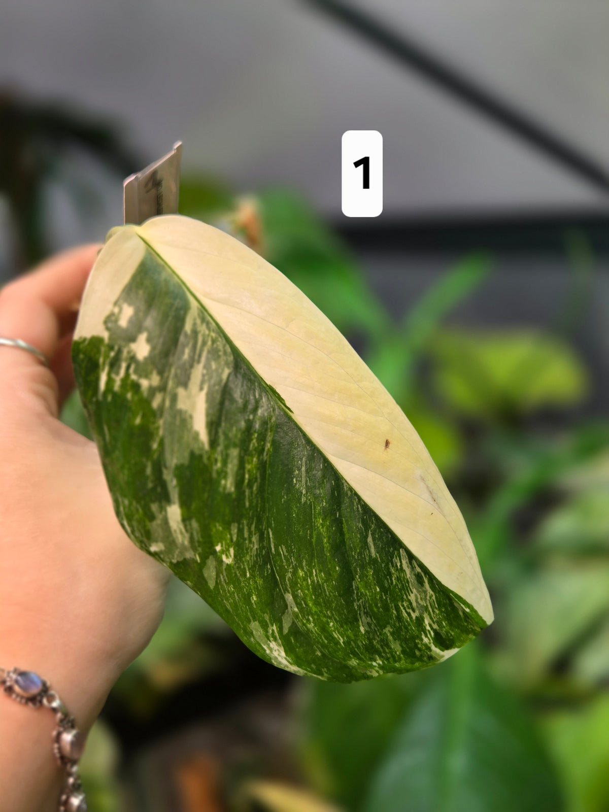 Monstera Lechleriana Variegata