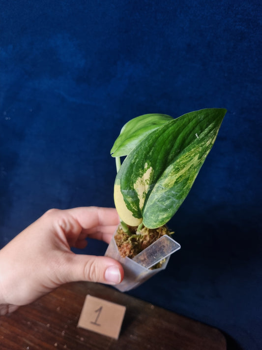 Scindapsus Jade Satin Aurea Small