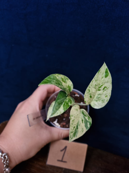 Epipremnum Pinnatum Cebu Blue Variegata