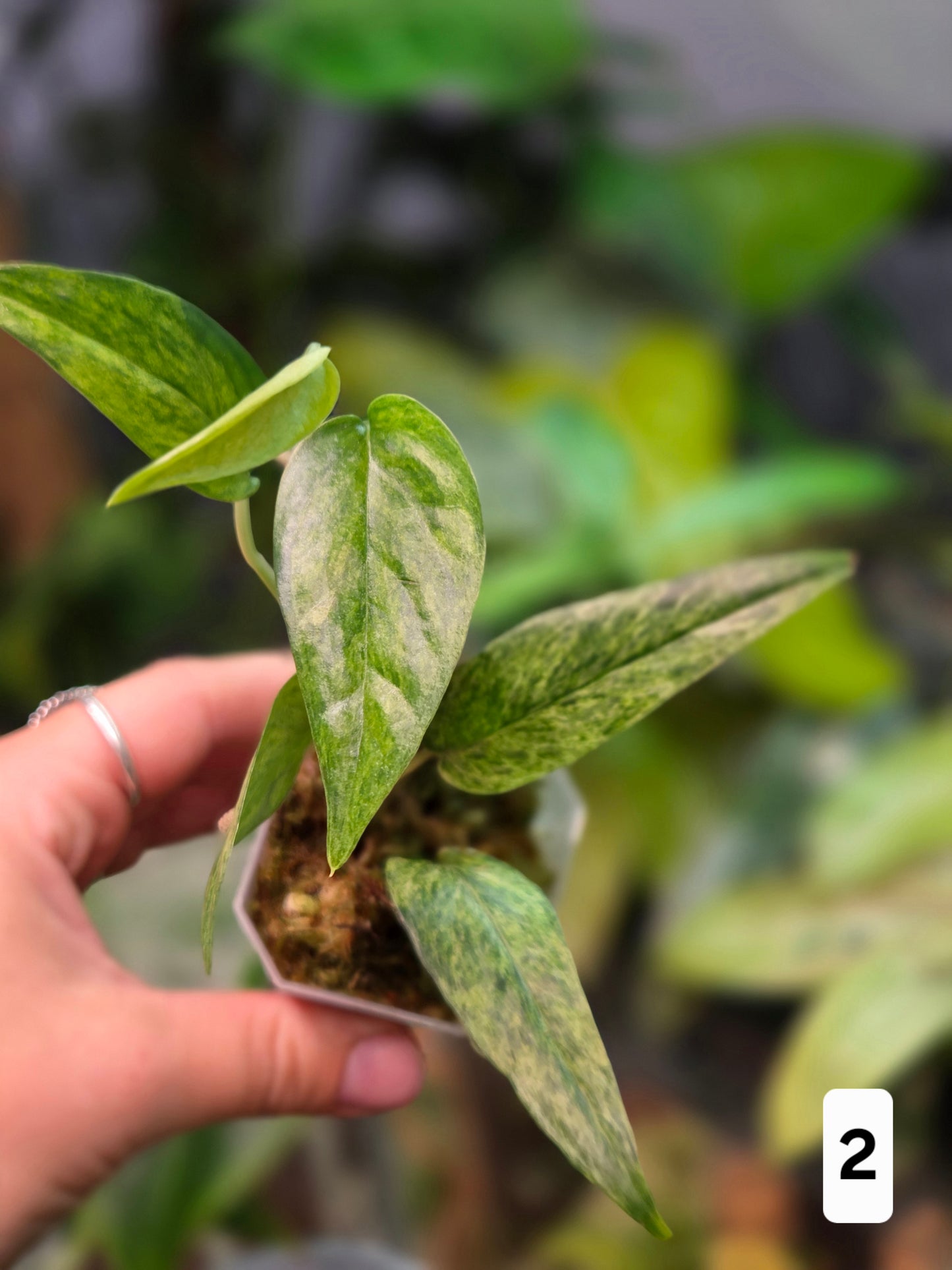 Epipremnum Cebu Blue Mint