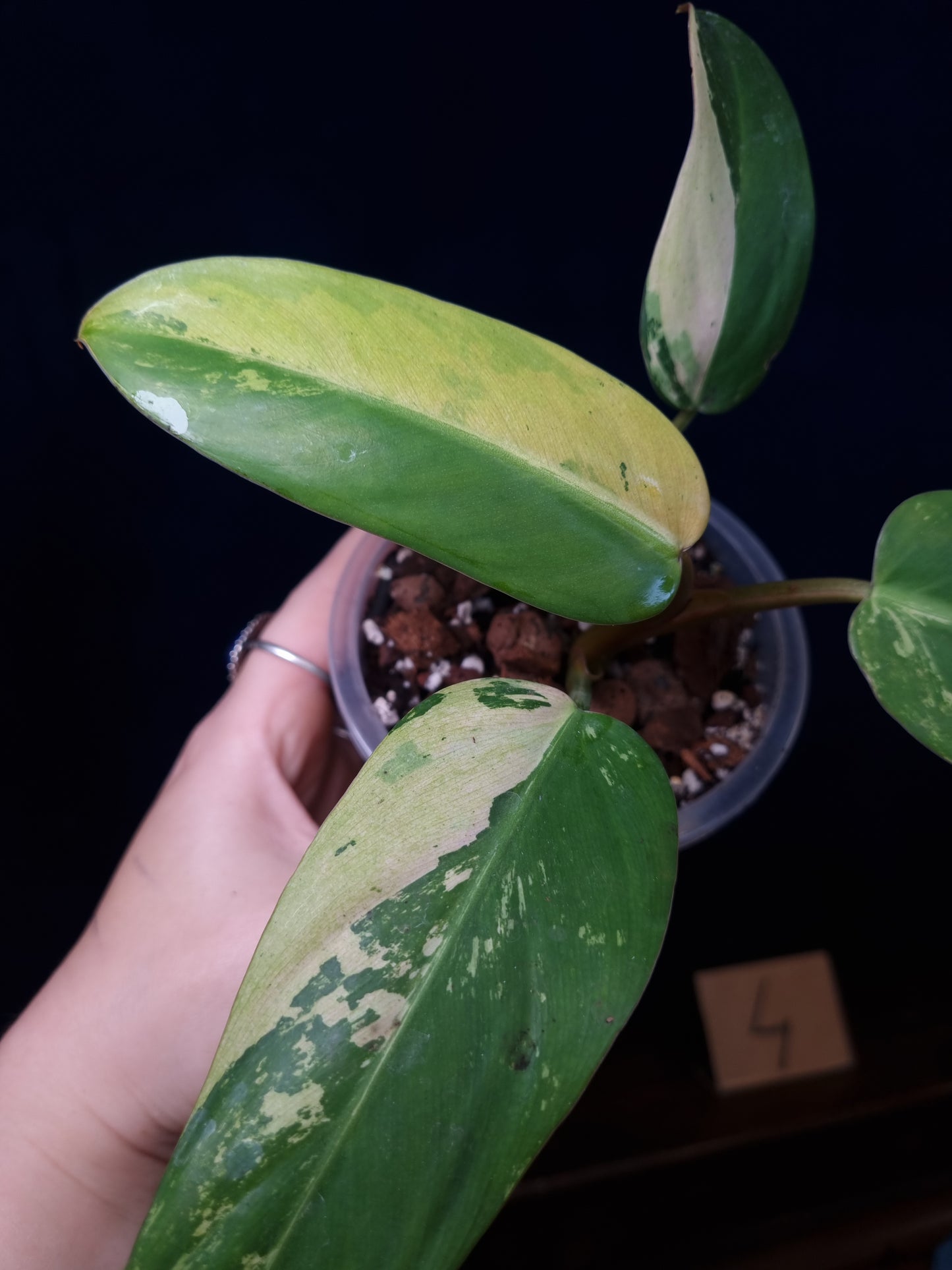 Philodendron Whipple Way Marble/Mint