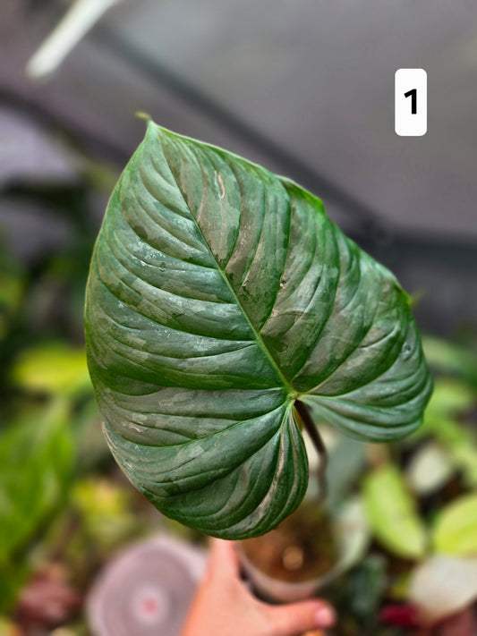 Philodendron Majestic