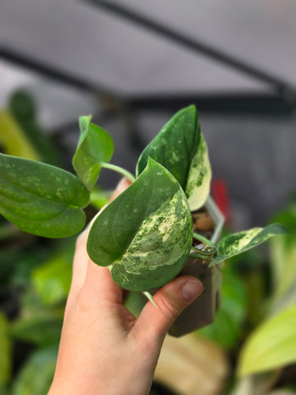 Scindapsus Mangurai Medium