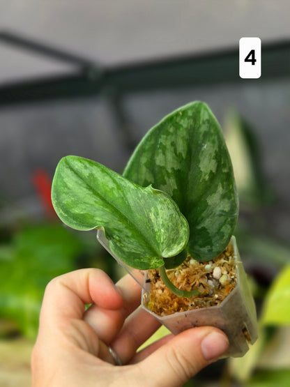 Scindapsus Silver Knight Variegata