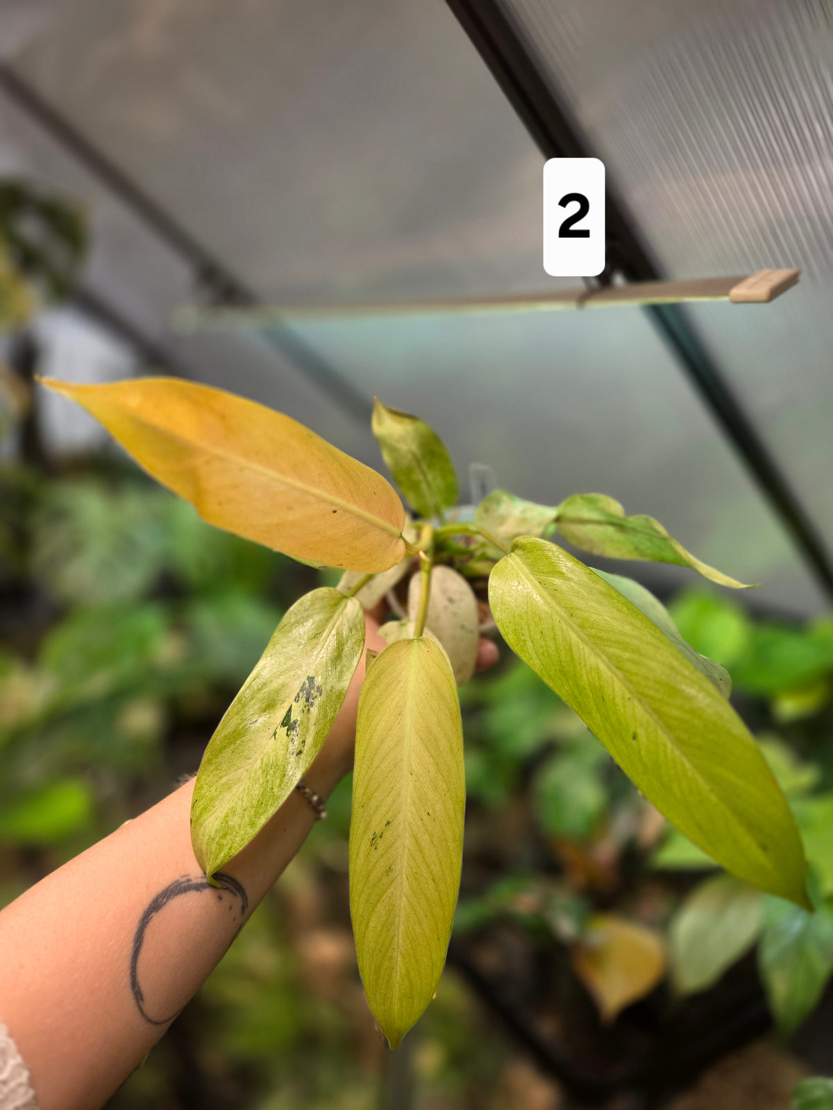 Philodendron Whipple Way Mottled