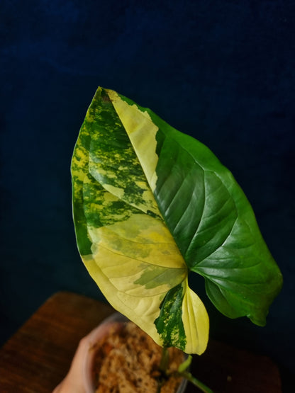 Syngonium Podophyllum Aurea