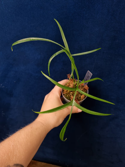 Philodendron Polypodioides