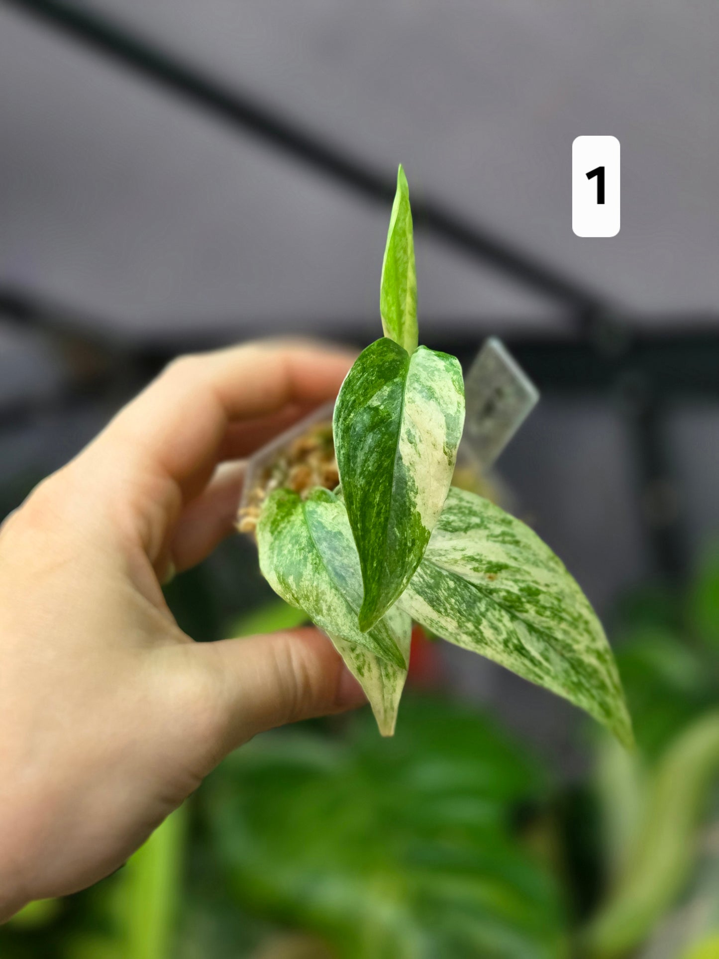 Monstera Laniata Mint