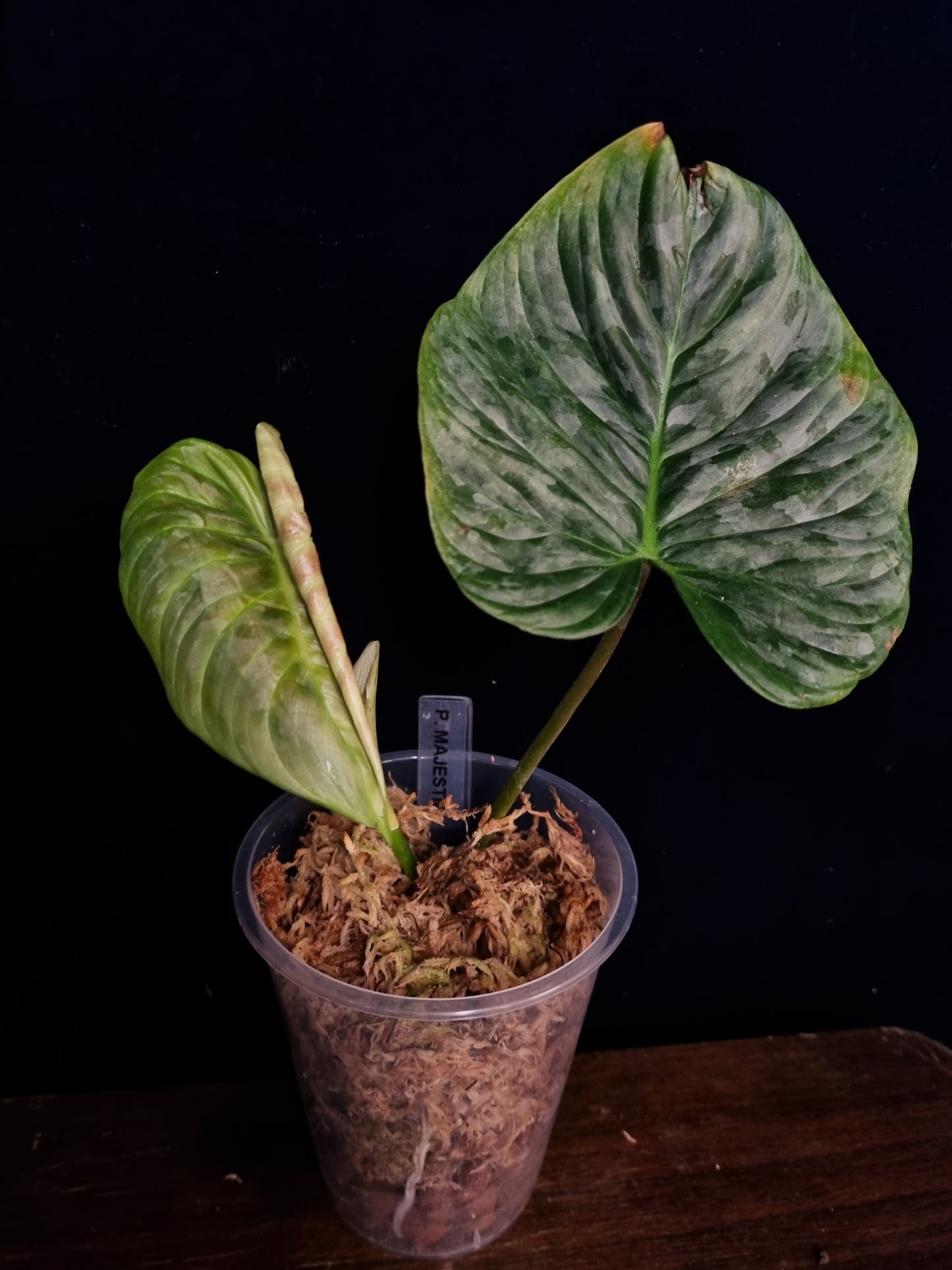 Philodendron Majestic