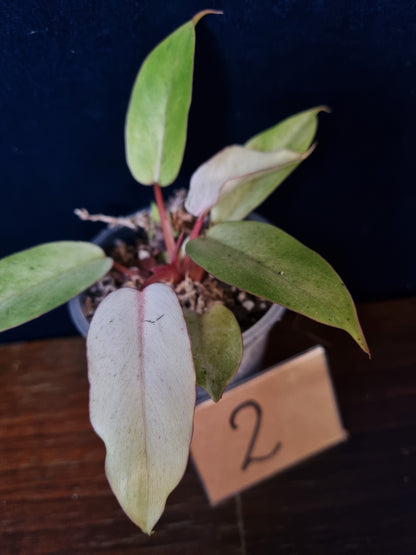 Philodendron Snowdrift Small