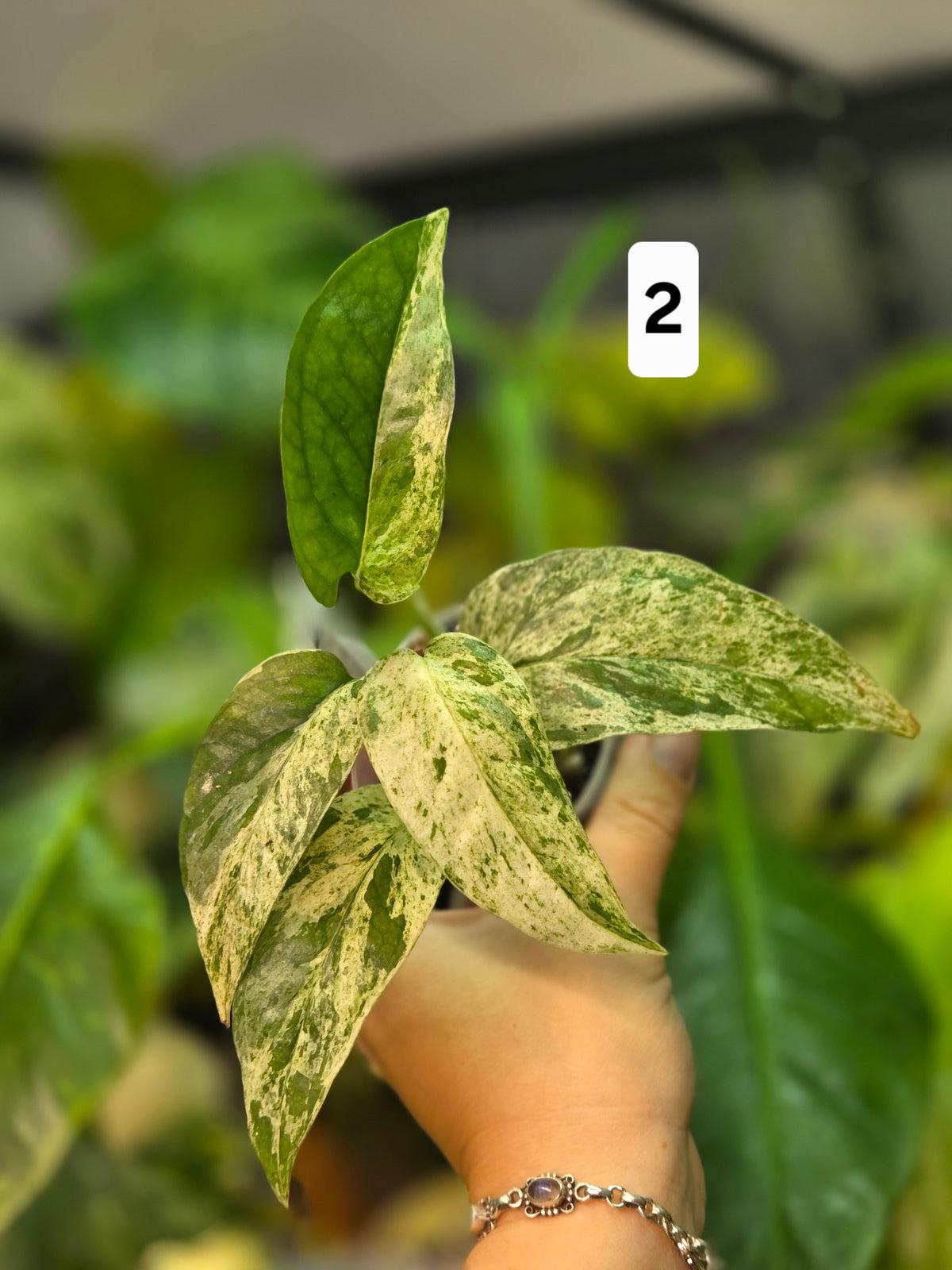 Epipremnum Pinnatum Cebu Blue Variegata