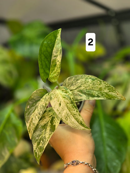 Epipremnum Pinnatum Cebu Blue Variegata