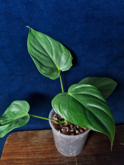 Philodendron McDowell