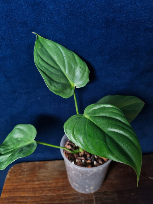 Philodendron McDowell