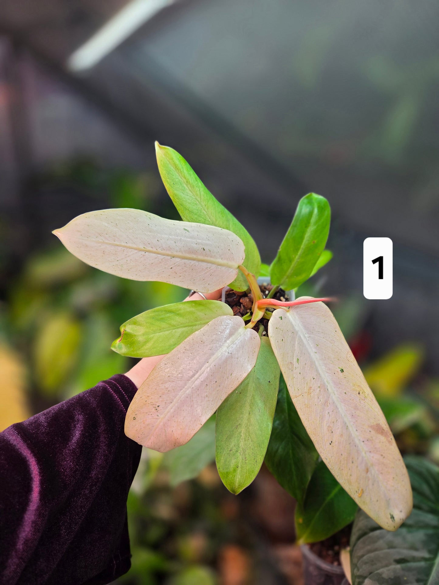 Philodendron Whipple Way Mottled