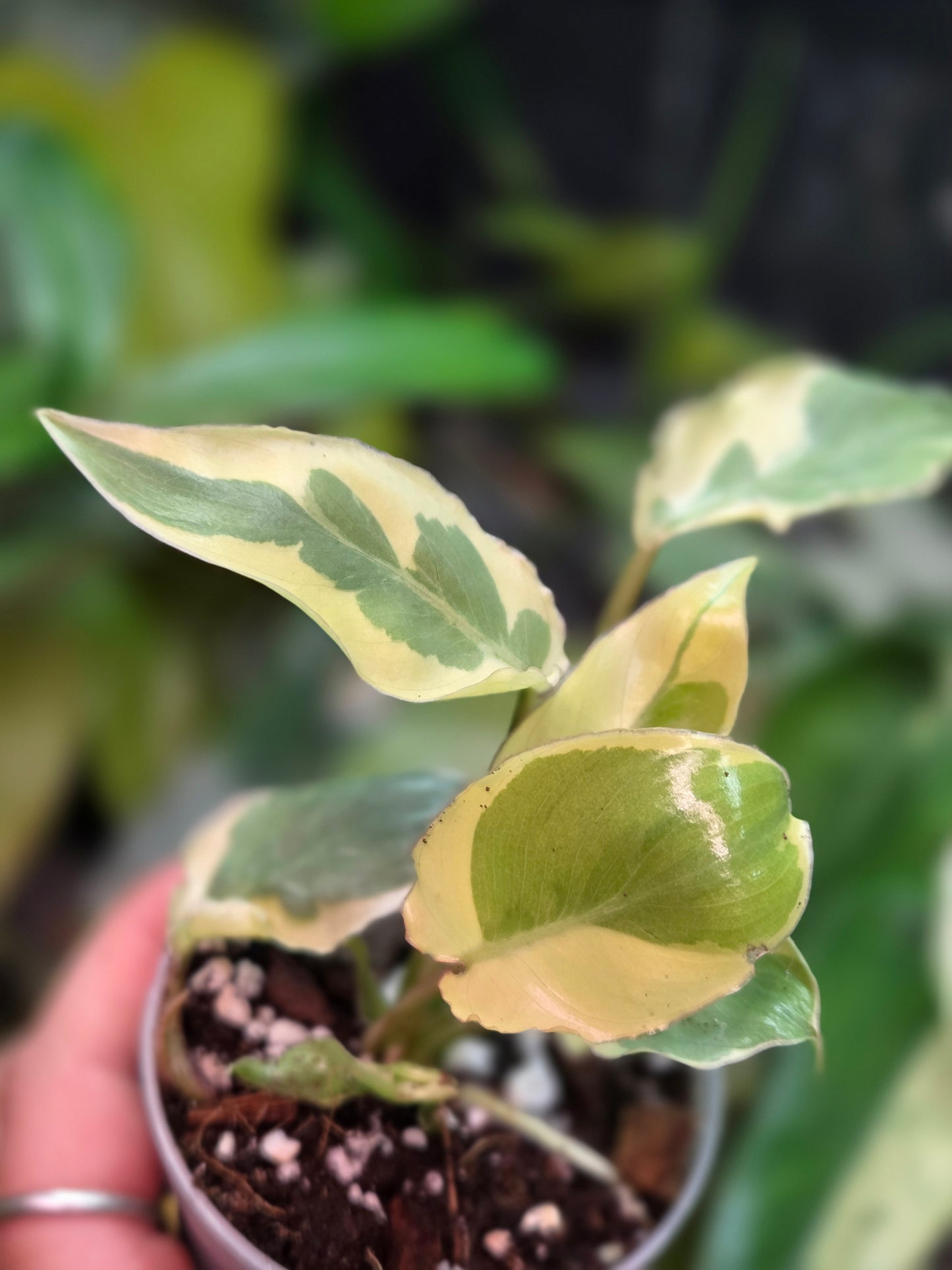 Philodendron Burle Marx White Lava