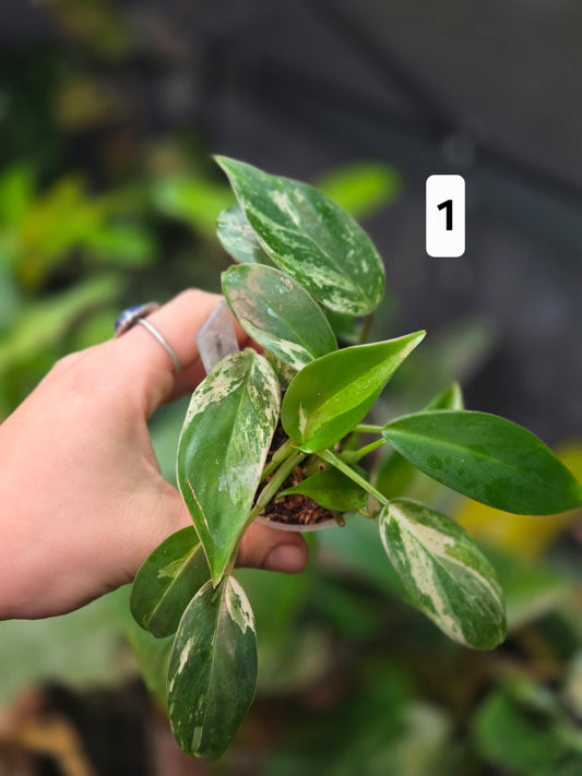 Philodendron Emerald Ice