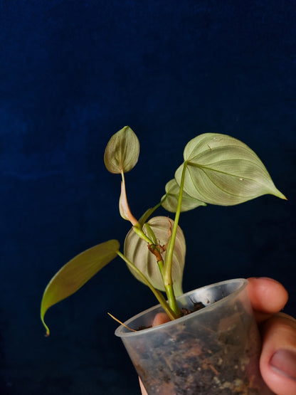 Philodendron El Choco Red