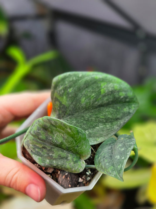 Scindapsus Wallet Sakti