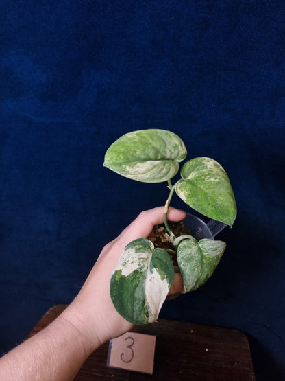 Scindapsus Mangurai Medium