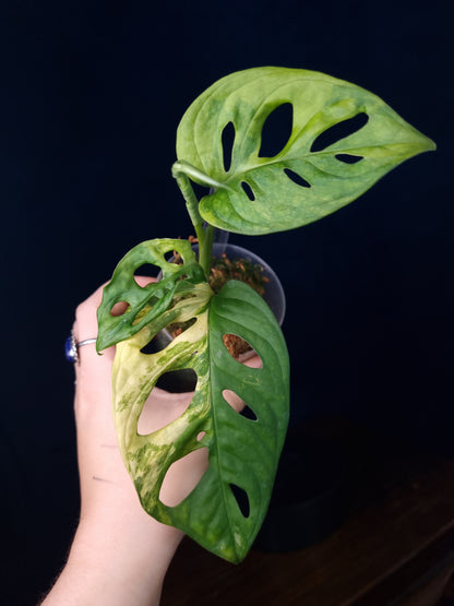 Monstera Adansonii Aurea