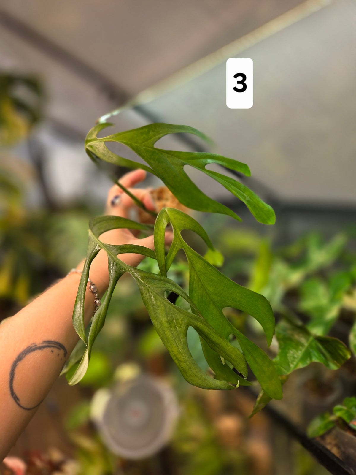 Monstera Croatii