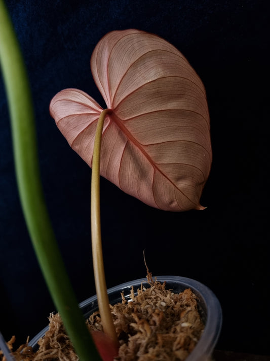 Philodendron Pink Glory