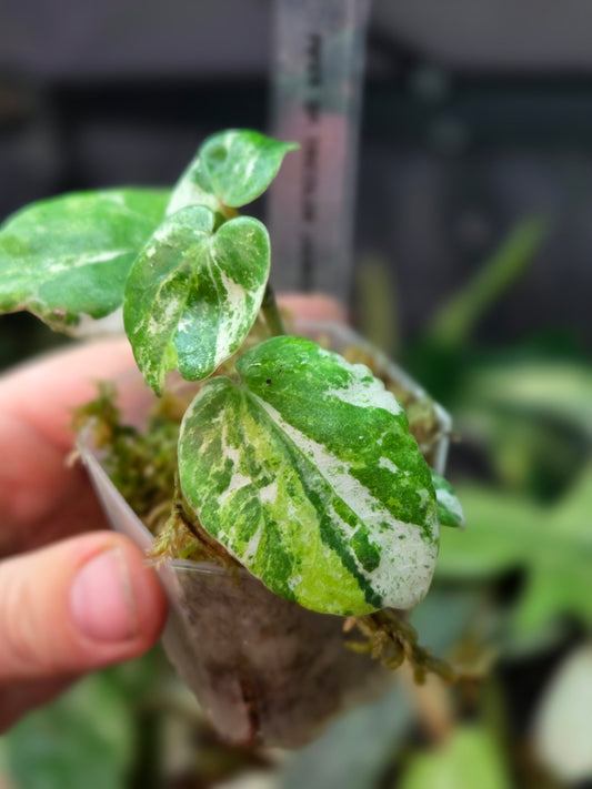 Piper SP Tricolor 'Jadeite'