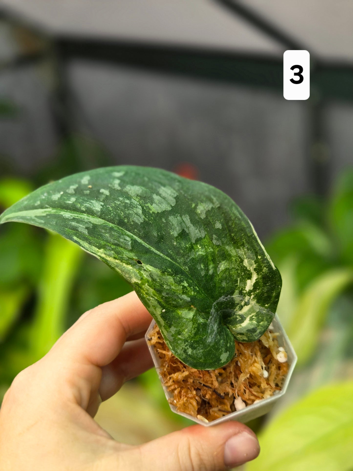 Scindapsus Halimoon Small