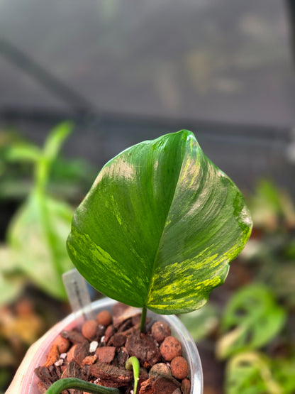 Philodendron Florida Beauty x Mayoi