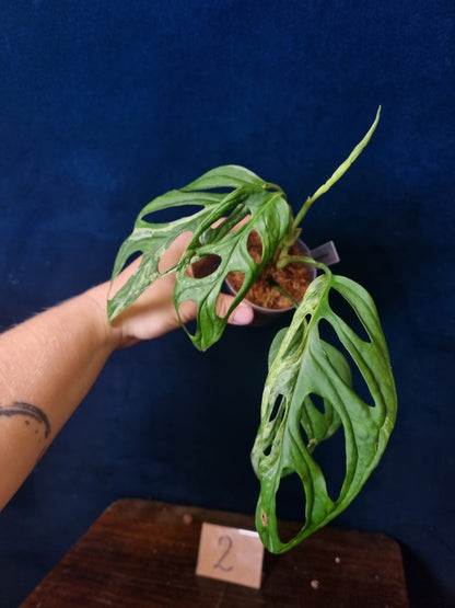 Monstera Adansonii Indonesian Marble