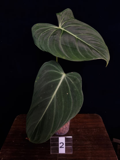 Philodendron Glorious