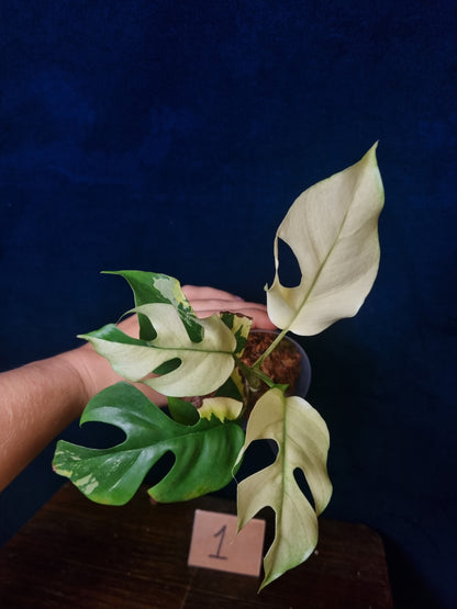Rhaphidophora Tetrasperma Albo Variegata