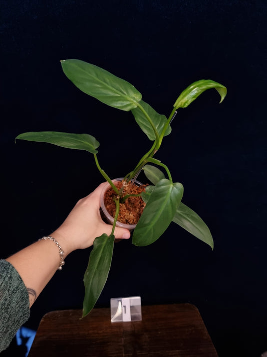 Philodendron Oxapapense Aff