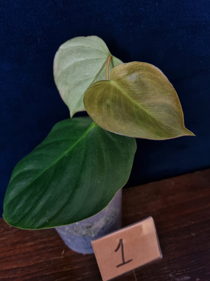 Philodendron Nangaritense x Wernerii