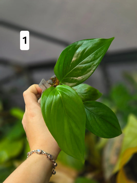 Monstera aff. Obliqua Filamentous Medium