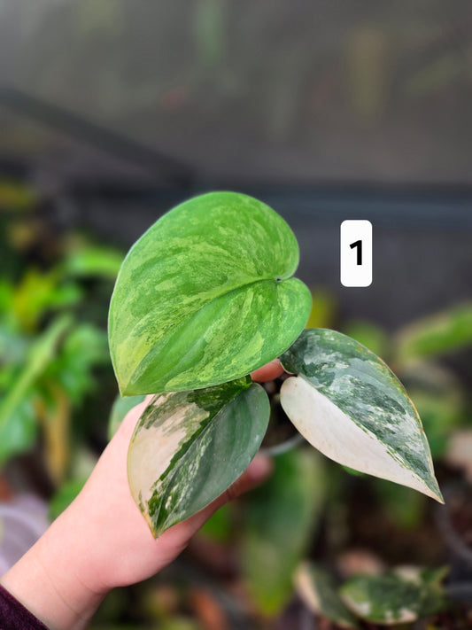 Scindapsus Jade Satin Aurea