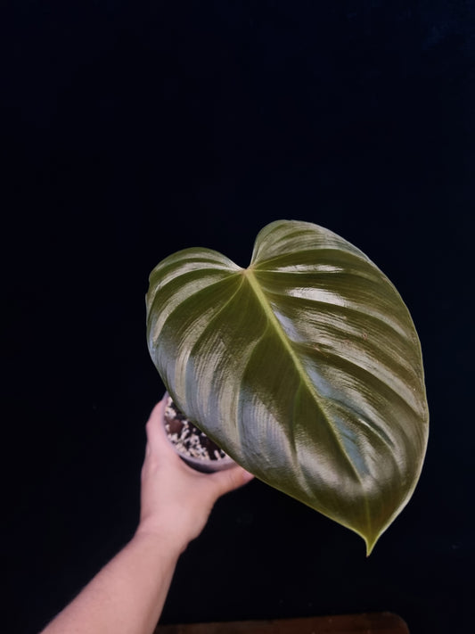 Philodendron Lynamii